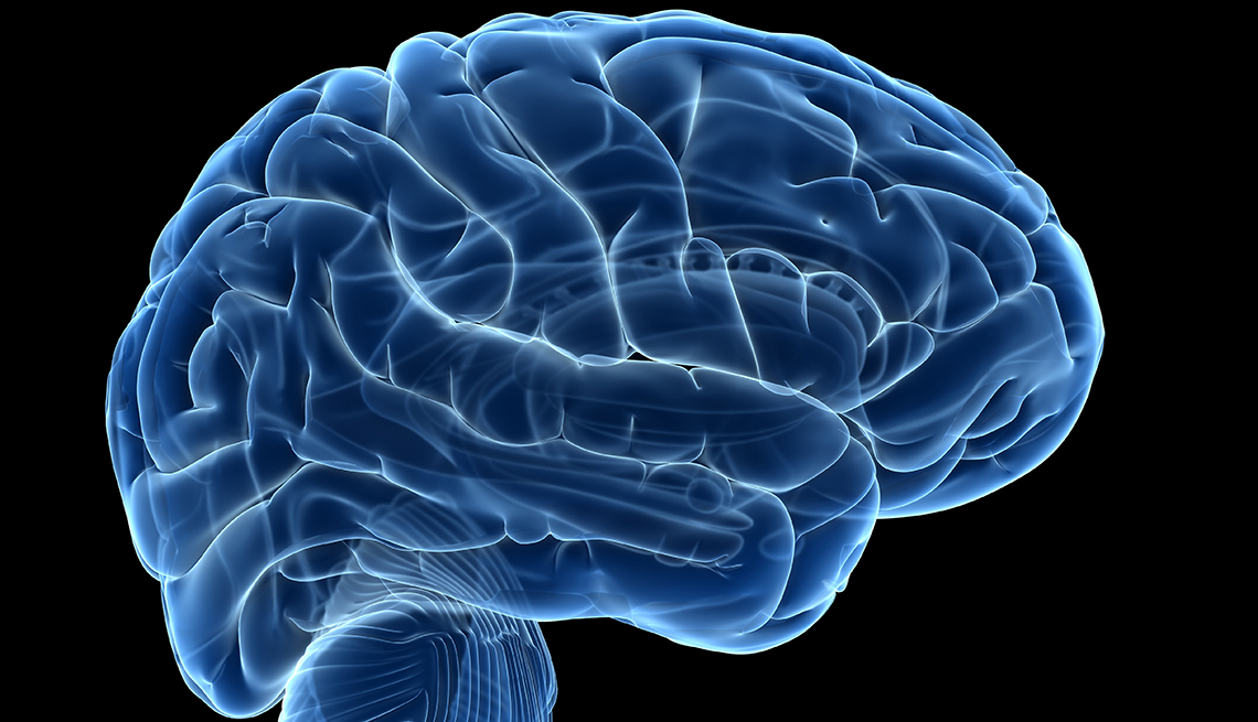 Human brain, computer illustration.